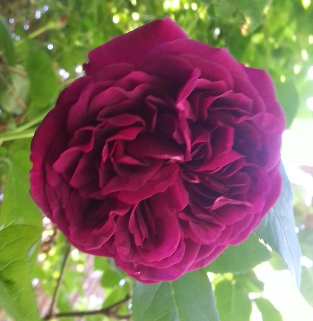  photo 20140531_135656_1-1_zps4nhnus1w.jpg